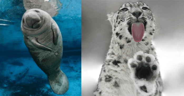 Animals That People Mistakenly Think Are Endangered - But Actually Aren't