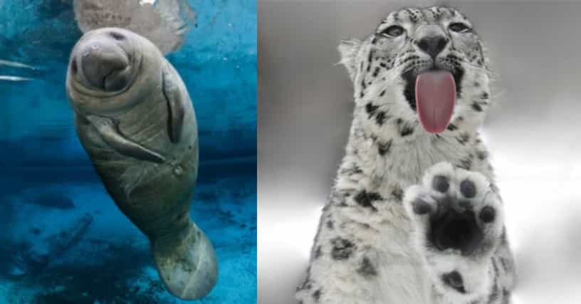 Animals That People Mistakenly Think Are Endangered - But Actually Aren't