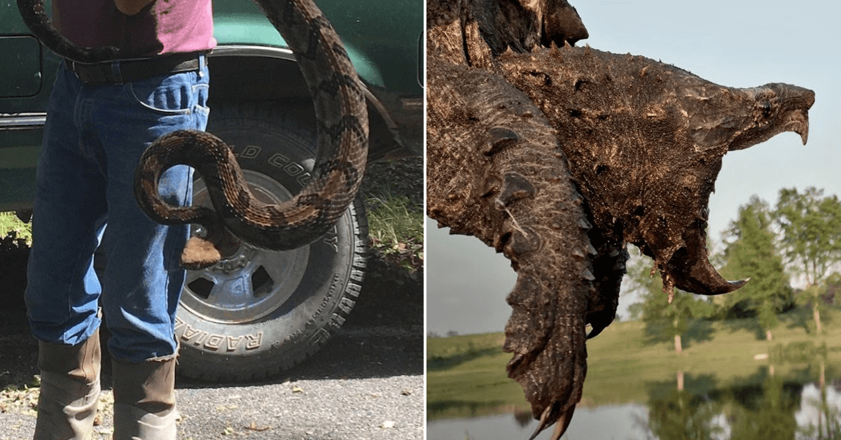 10 Terrifying Creatures From Louisiana You Never Want To