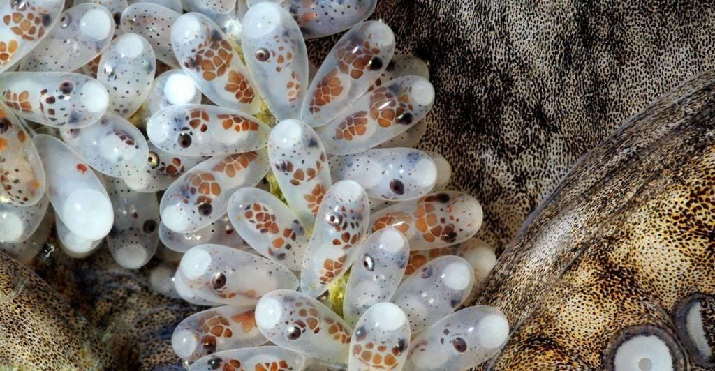 What Octopus Eggs Look Like When They're Hatching Is Straight Out Of A