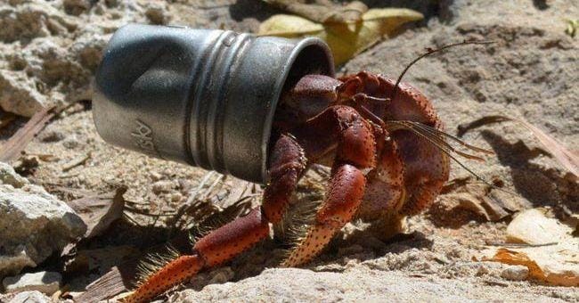 16 Funny Pictures Of Crustaceans That Made Their Shells Out Of Trash