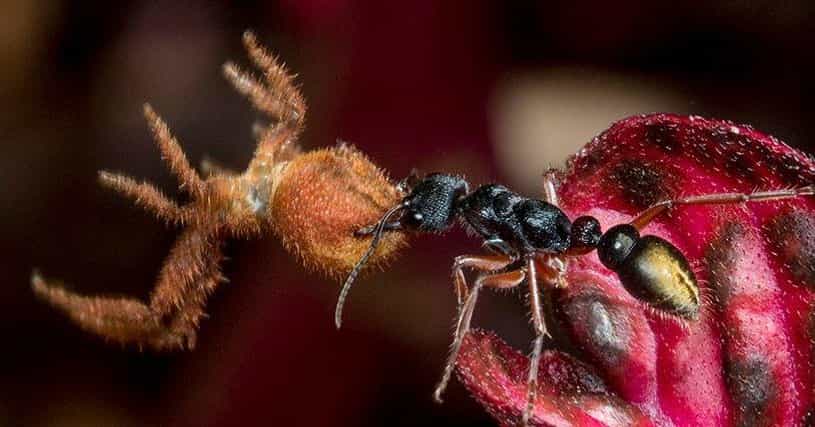 11 Terrifying Facts About Zombie Ants
