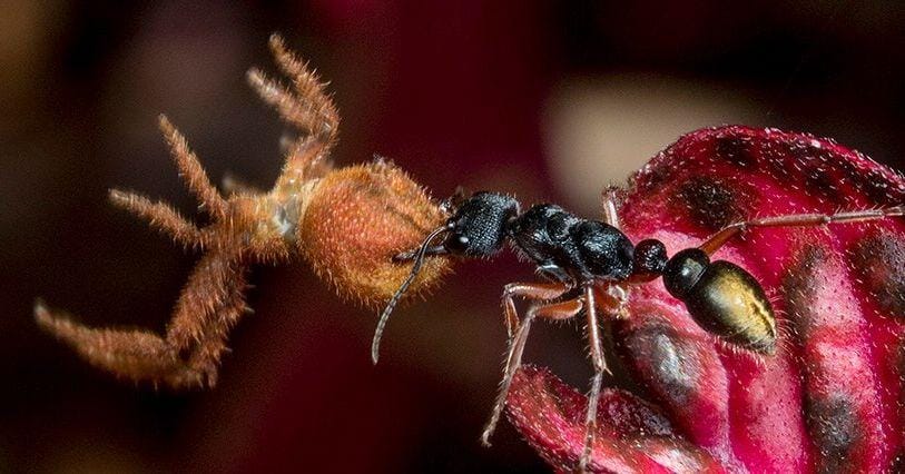 11 Terrifying Facts About Zombie Ants