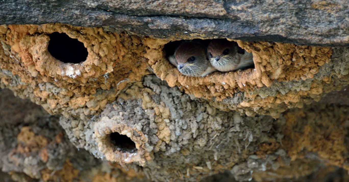 25 Incredible Animal Nests That Are Nicer Than Your Studio Apartment