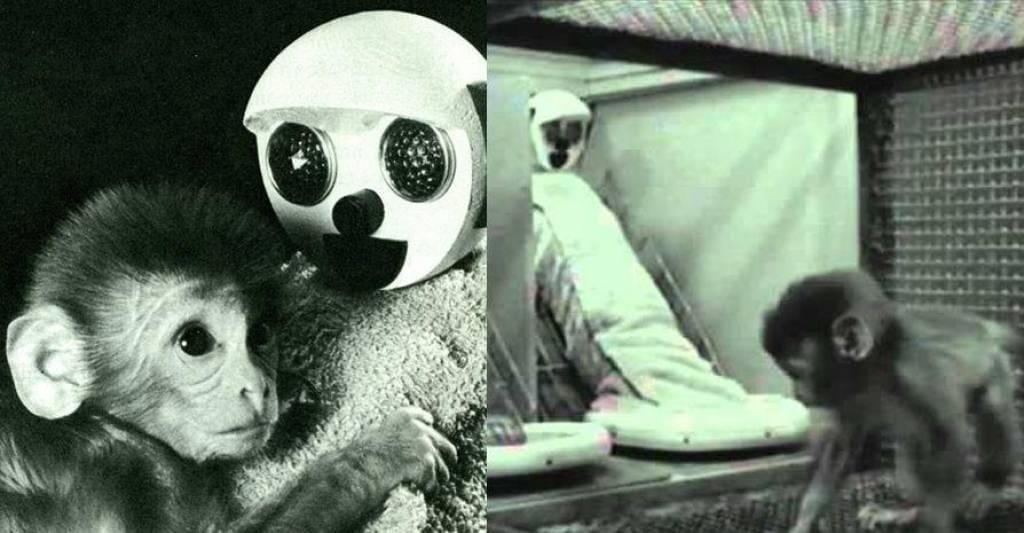 This Horrifying Experiment Took Monkeys Away From Their Mothers To