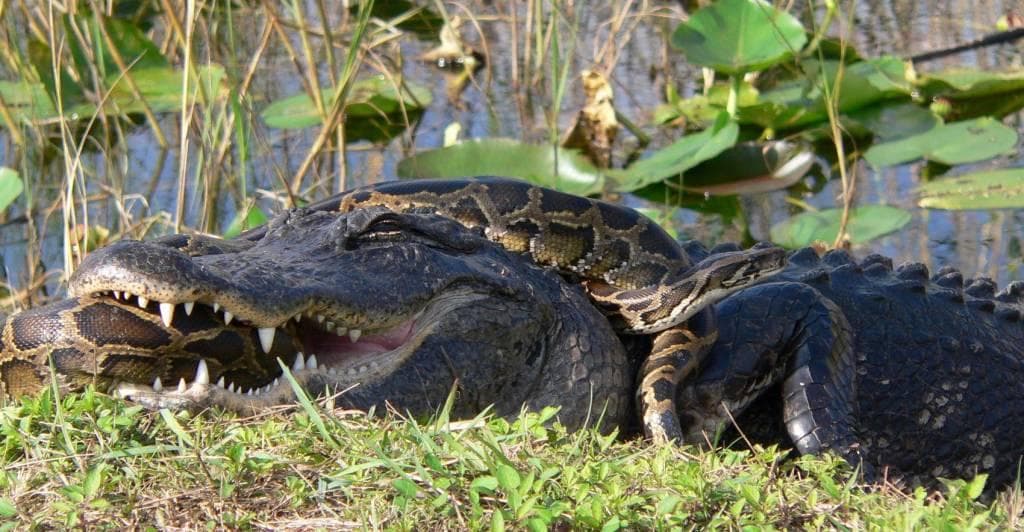 Thanks To Invasive Species, The Florida Everglades Are Getting A Whole