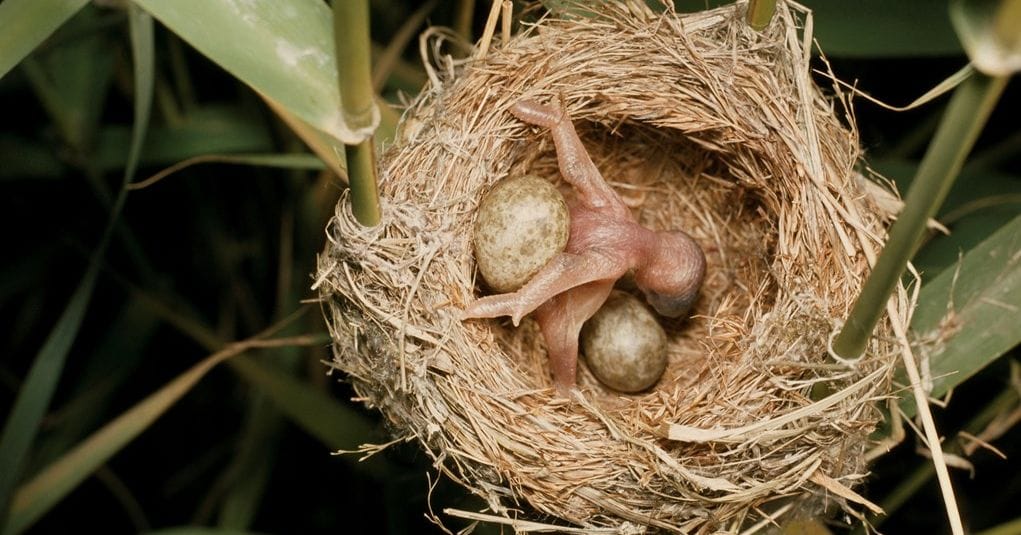 Яйца кукушки фото в гнезде