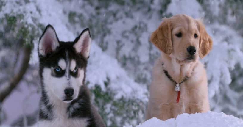 How many dogs died on the set of Snow Buddies?