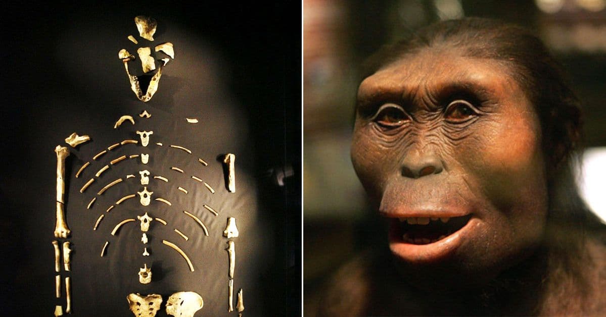 The Story Of Lucy A Humanoid Skeleton That Is 3.2 Million Years Old