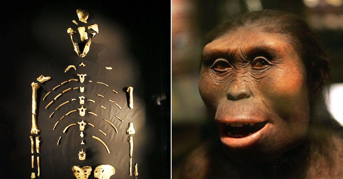 The Story Of Lucy A Humanoid Skeleton That Is 32 Million Years Old