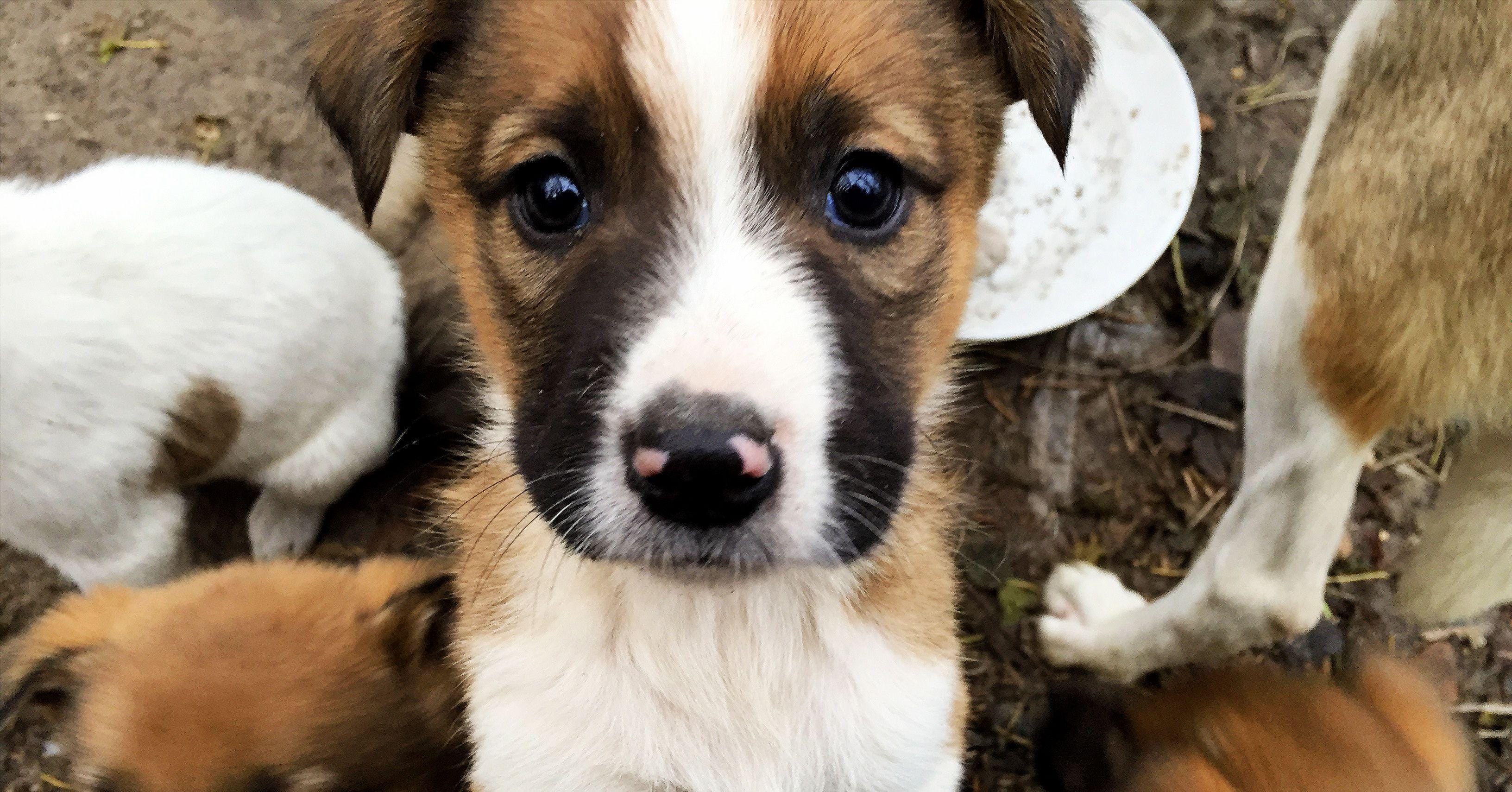 the-radioactive-dogs-of-chernobyl-new-york-post