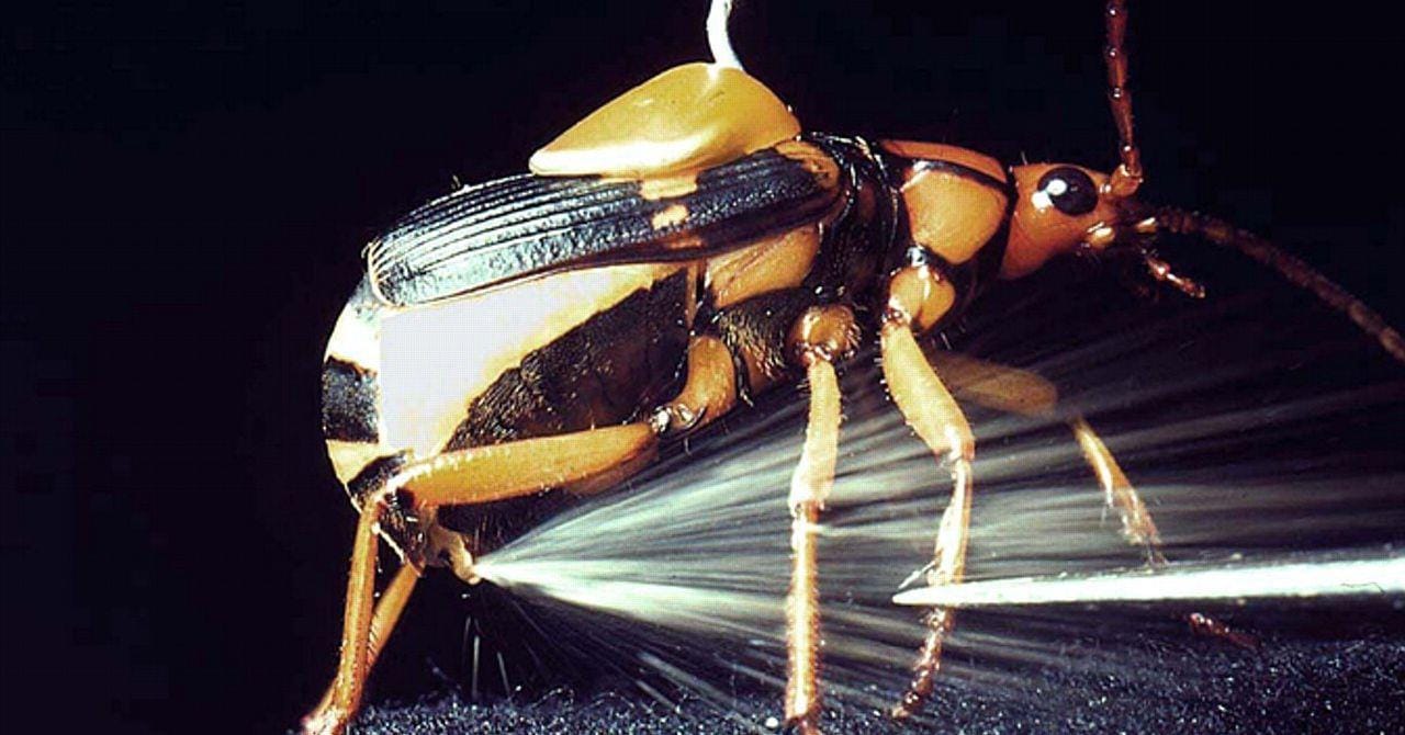 10-amazing-insect-defensive-tactics-best-insect-defense-mechanisms