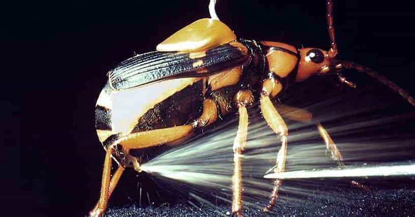 10 Amazing Insect Defensive Tactics | Best Insect Defense Mechanisms