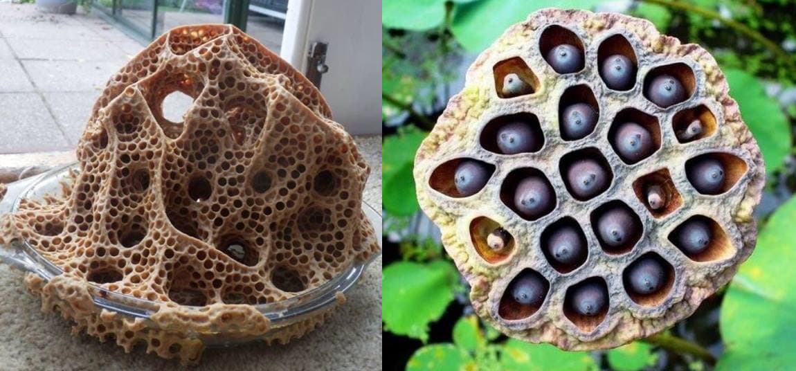 These Vomit-Inducing Photos Will Trigger Your Trypophobia