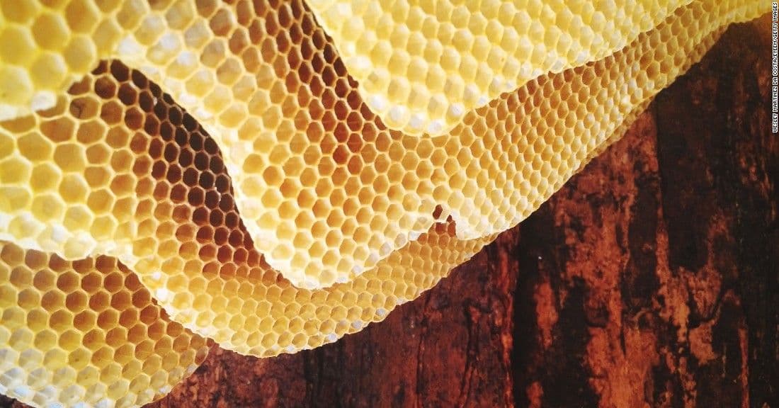 These VomitInducing Photos Will Trigger Your Trypophobia