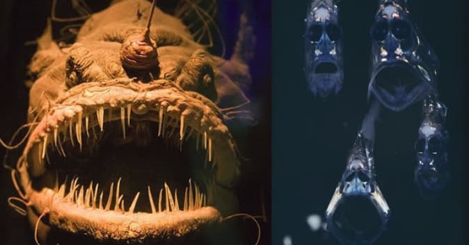 Кто живет в марианской впадине: найдено 89 изображений