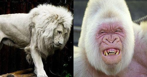 Albino Animal Pictures | Photo Gallery of Cute Leucistic Animals