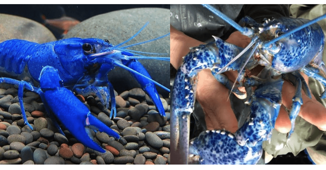 75+ Stunning Oceanic Invertebrates That Deserve A Closer Look