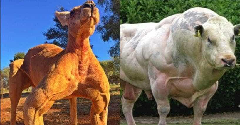 Muscular Animals Who Definitely Lift | Buff Dogs, Kangaroos & More