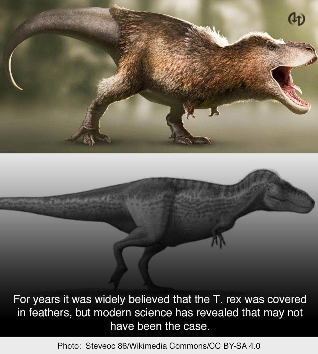 What did T. rex really look like? •