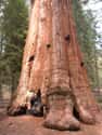 Sequoia National Park on Random America's Best Family Getaways
