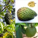 Soursop on Random Best Tropical Fruits