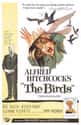 The Birds on Random Scariest Alfred Hitchcock Movies