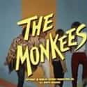 The Monkees on Random Best Bands With Animal Names