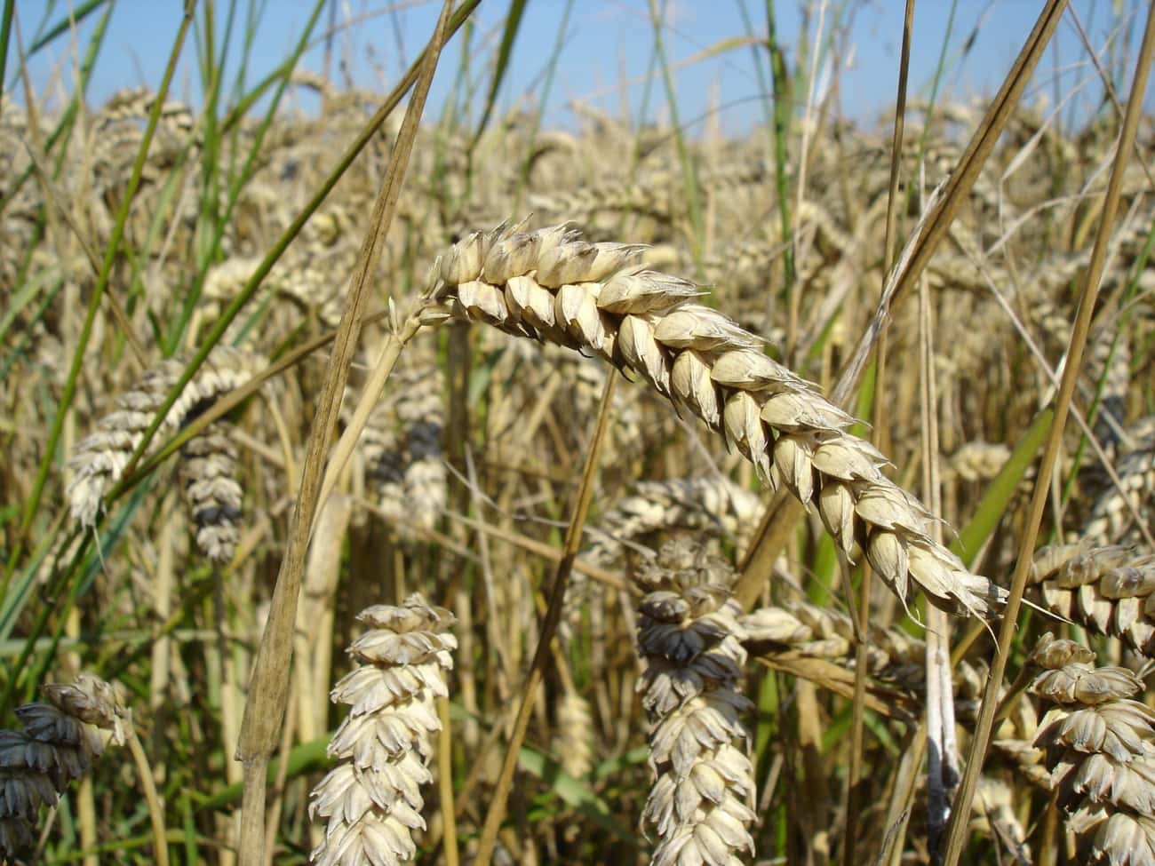 Wheat Pretty Much Fed The World