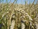 Wheat on Random Most Historically Important Foodstuffs