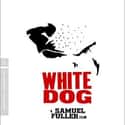 Kristy McNichol, Burl Ives, Paul Winfield   White Dog is a 1982 American drama film directed by Samuel Fuller using a screenplay written by Fuller and Curtis Hanson loosely based on Romain Gary's 1970 novel of the same title.