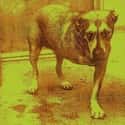 Alice in Chains on Random Best Alice In Chains Albums