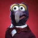 Gonzo on Random Most Interesting Muppet Show Characters