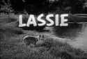 Lassie on Random Greatest Sitcoms from the 1960s