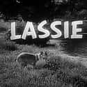 Lassie on Random Greatest Sitcoms from the 1960s
