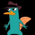 Perry the Platypus on Random Greatest Fictional Pets You Wish You Could Actually Own