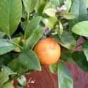 Rangpur on Random Very Best Citrus Fruits