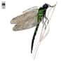 Dragonfly is listed (or ranked) 35 on the list Famous Albums Produced by Tony Visconti