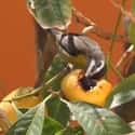 Pouteria caimito on Random Best Tropical Fruits