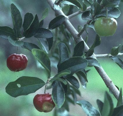 Acerola on Random Best Tropical Fruits