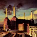 Animals on Random Best Pink Floyd Albums