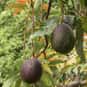 Avocado is listed (or ranked) 17 on the list High Fiber Foods | Fiber For A Healthy Diet