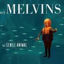 (A) Senile Animal on Random Best Melvins Albums
