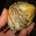 Balut on Random Worst Foods to Eat on a Date
