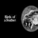 Linda Robson, Matt Willis, Pauline Quirke   Birds of a Feather is a British sitcom originally broadcast on BBC One from 1989 to 1998, then revived on ITV in 2014.