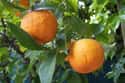 Bitter orange on Random Very Best Citrus Fruits