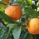 Bitter orange on Random Very Best Citrus Fruits
