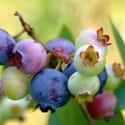 Blueberry on Random Best Foods to Buy Organic