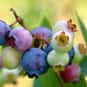 Blueberry is listed (or ranked) 5 on the list High Fiber Foods | Fiber For A Healthy Diet
