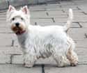 West Highland White Terrier on Random Best Dogs for Allergies